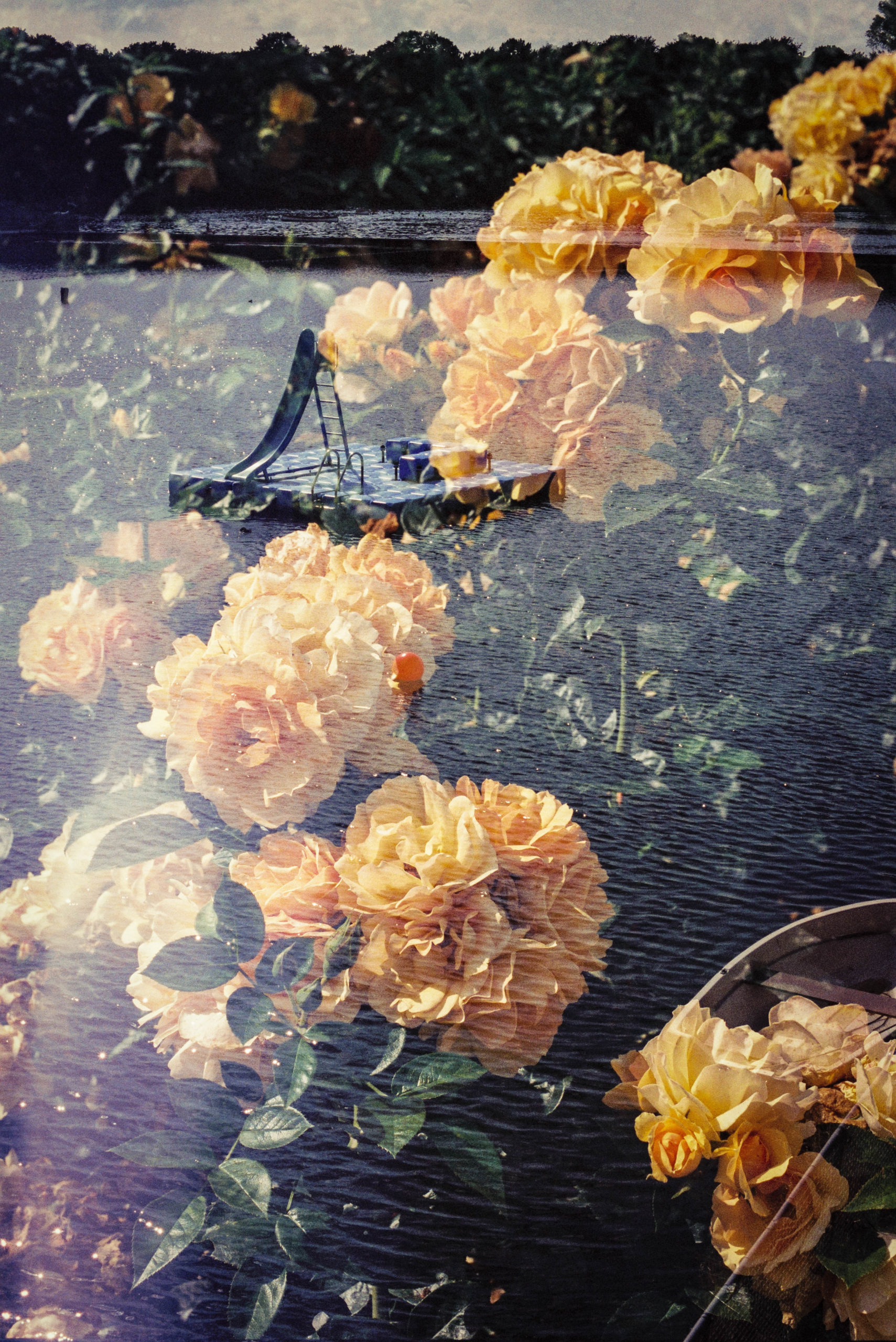 analogue double exposure of a lake and yellow roses