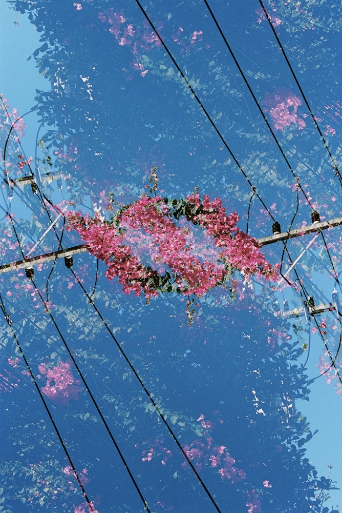 analog double exposure of flowers and electricity cables