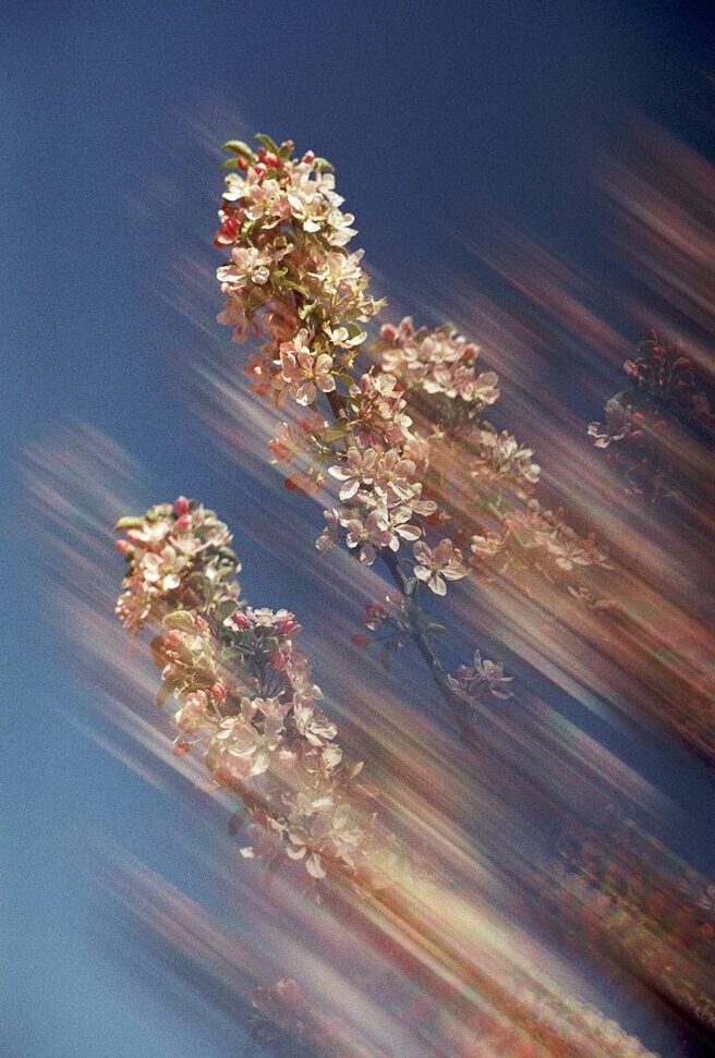 Foto von Apfelblüten mit motion blurr Effektfilter