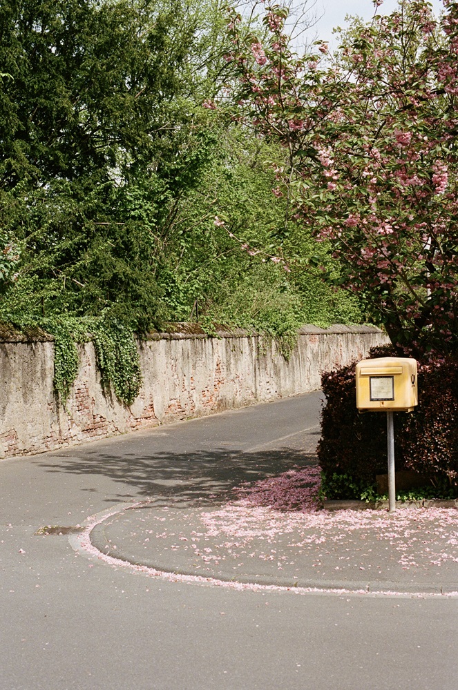 Kirschblüten liegen auf dem Bürgersteig rund um einen Briefkasten